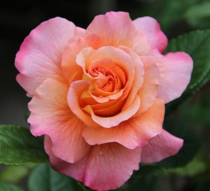 RACHEL (hybrid tea)